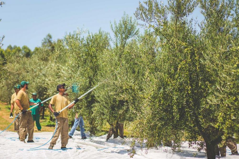Safra 2021 de oliveiras traz boas expectativas aos produtores