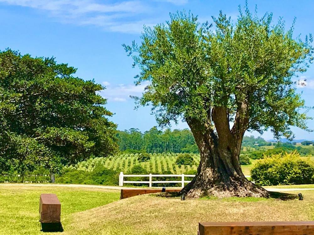 Abertura da Colheita da Oliva é nesta sexta-feira, dia 4, em Viamão/RS