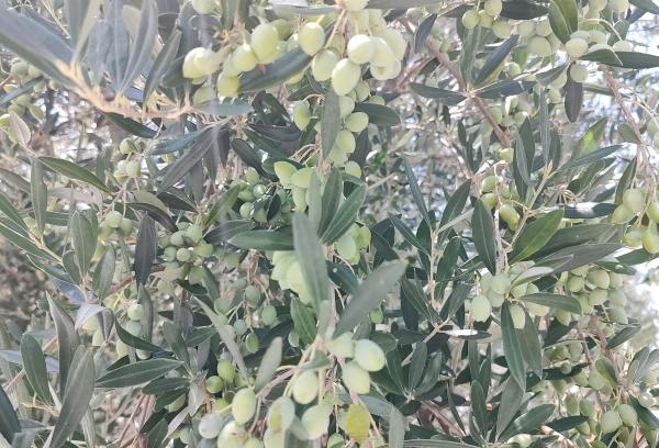 Abertura da Colheita da Oliva volta em 2025 para local de sua primeira edição