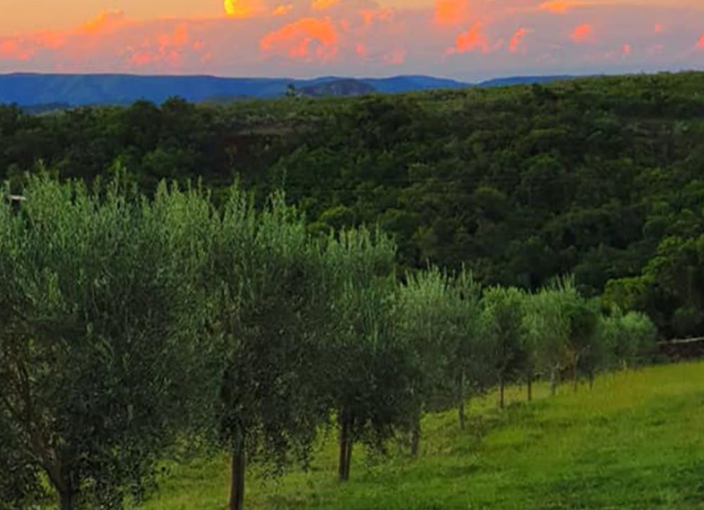 O Dia Mundial da Oliveira é celebrado em 26 de novembro