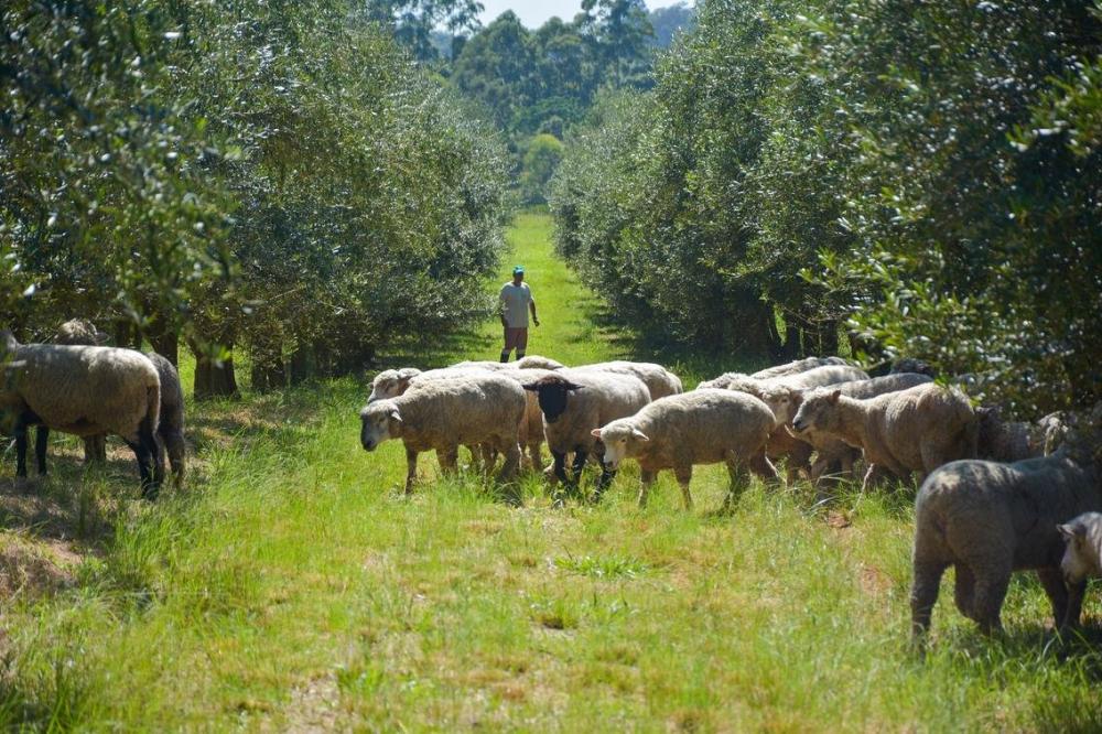 Consórcio entre olivicultura e ovinos é destaque na imprensa
