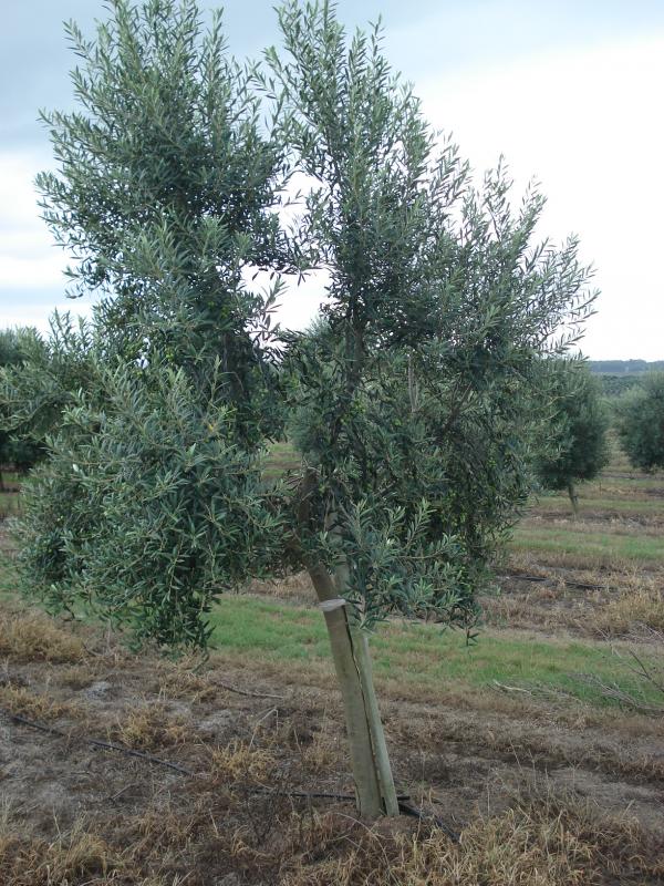 IBRAOLIVA PROMOVE DIA DE CAMPO: PODA EM OLIVEIRAS