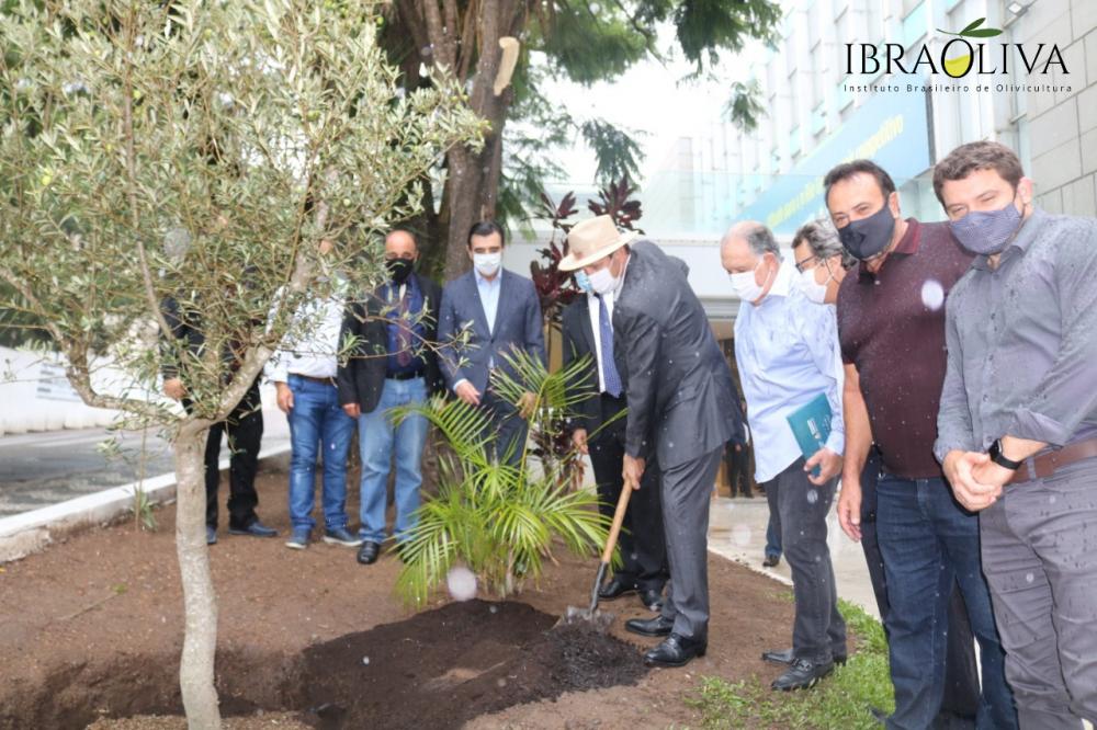 Olivicultura cria raízes na Assembleia Legislativa do Rio Grande do Sul